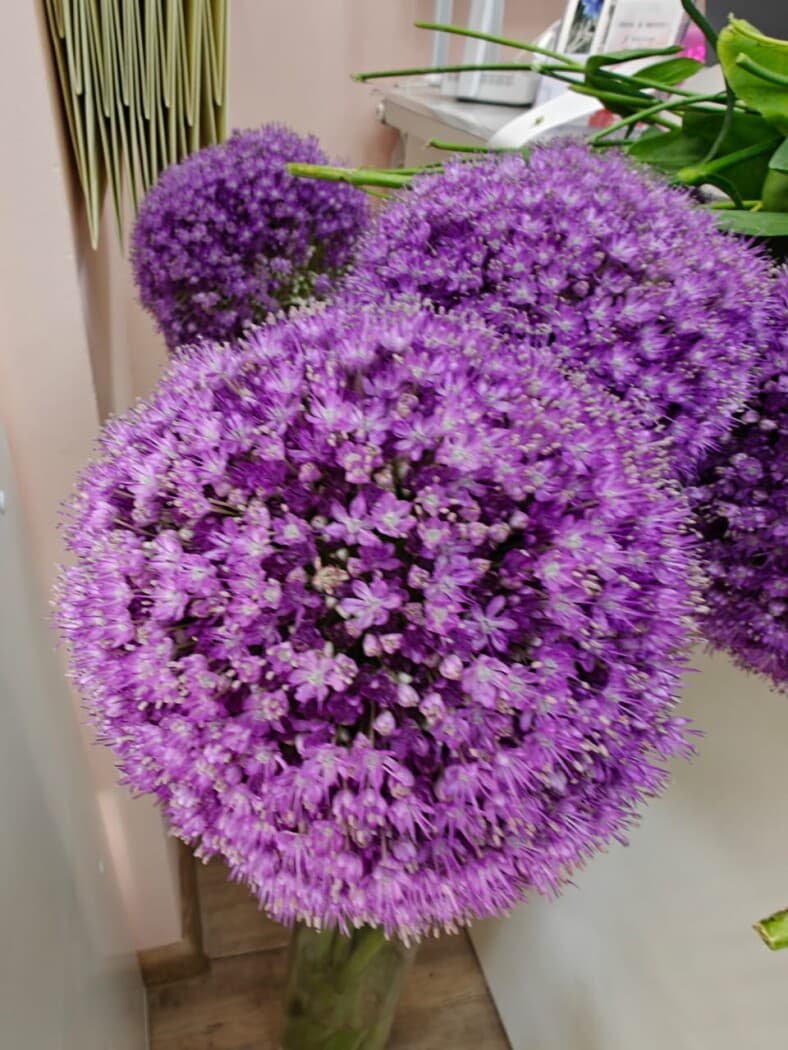 Аллиум Гигант